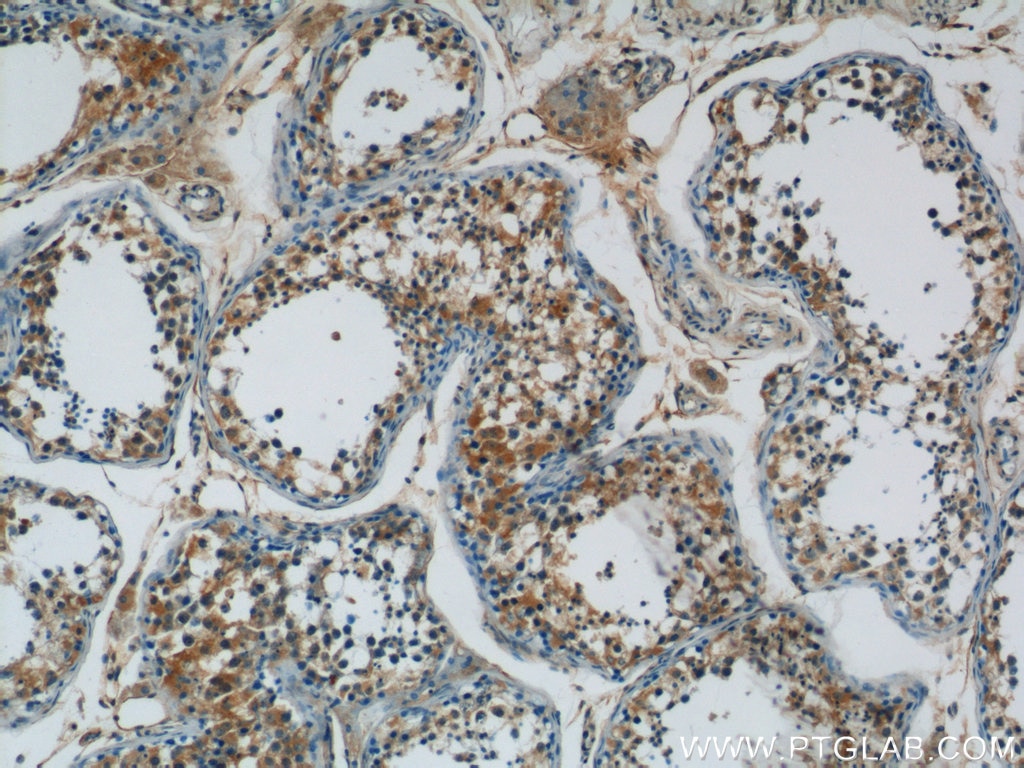 Immunohistochemistry (IHC) staining of human testis tissue using ARCN1 Polyclonal antibody (23843-1-AP)