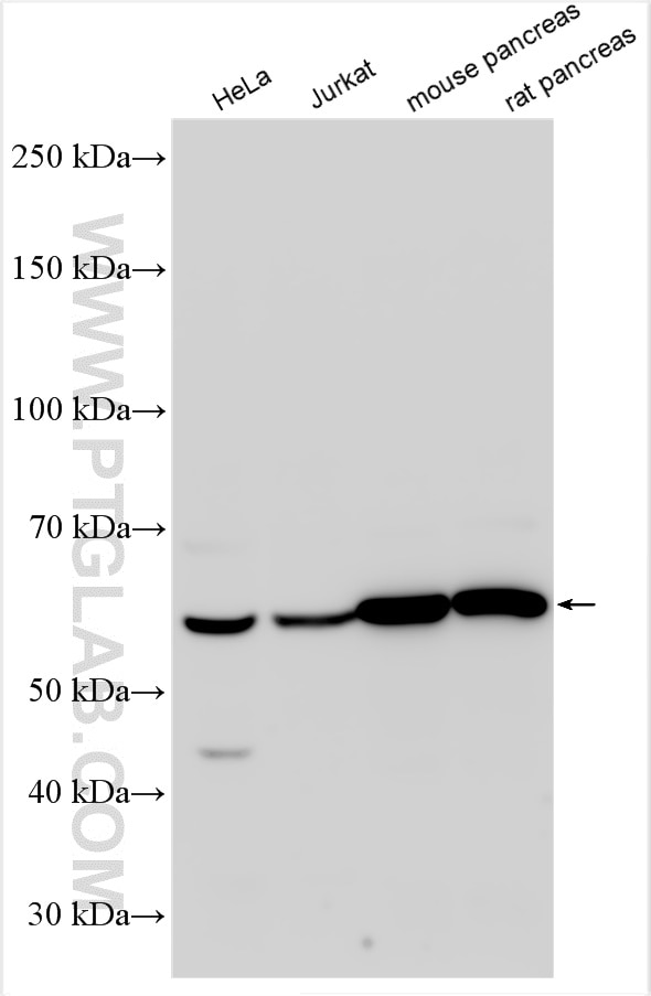 Western Blot (WB) analysis of various lysates using ARCN1 Polyclonal antibody (23843-1-AP)