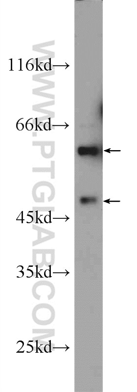 WB analysis of HepG2 using 23843-1-AP