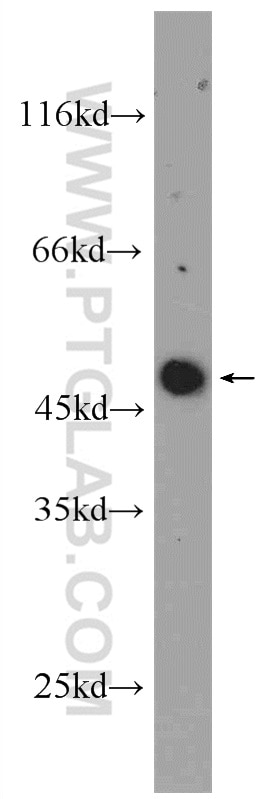 Western Blot (WB) analysis of A549 cells using ARCN1 Polyclonal antibody (23843-1-AP)