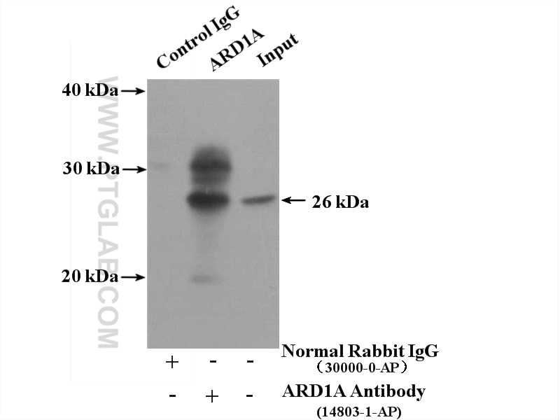 Immunoprecipitation (IP) experiment of MCF-7 cells using ARD1A Polyclonal antibody (14803-1-AP)