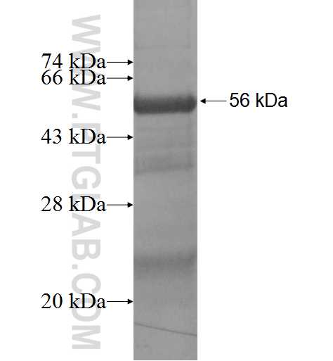 ARD1B fusion protein Ag8135 SDS-PAGE