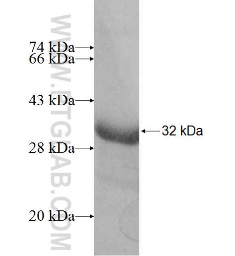 ARD1B fusion protein Ag8239 SDS-PAGE