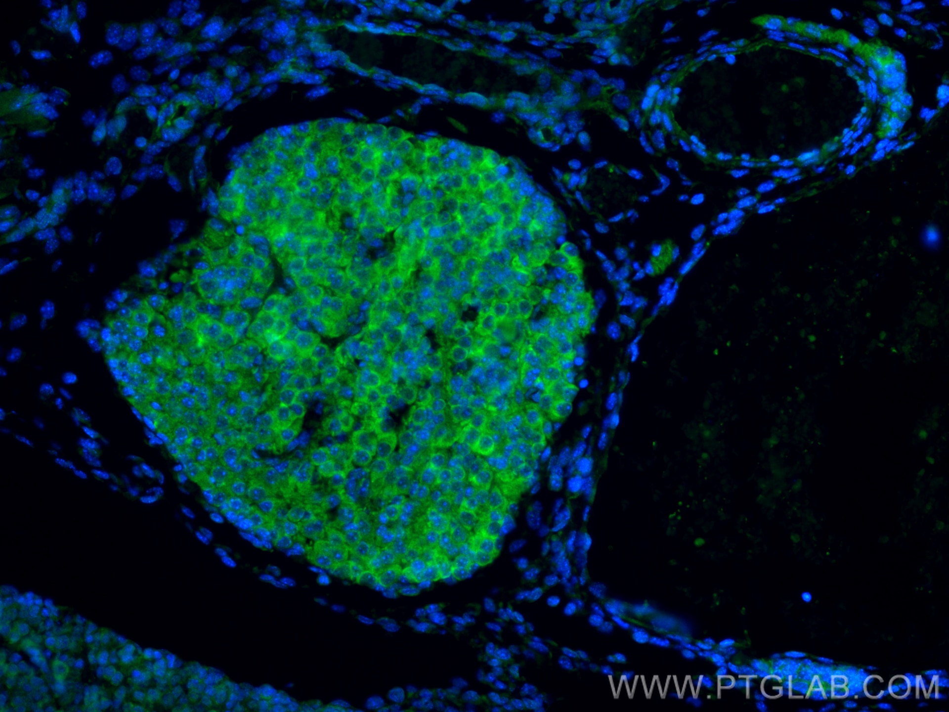 Immunofluorescence (IF) / fluorescent staining of mouse embryo tissue using Amphiregulin Polyclonal antibody (16036-1-AP)