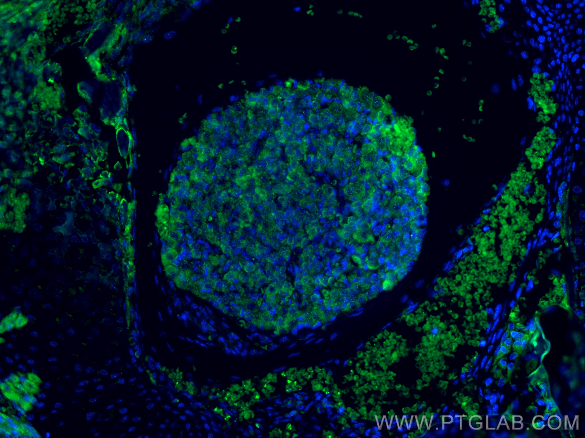 Immunofluorescence (IF) / fluorescent staining of mouse embryo tissue using Amphiregulin Polyclonal antibody (16036-1-AP)