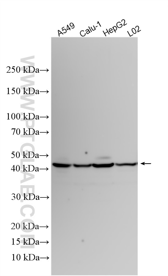 Western Blot (WB) analysis of various lysates using Amphiregulin Polyclonal antibody (16036-1-AP)