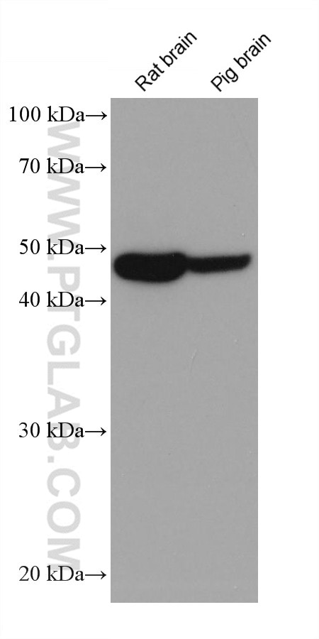 Western Blot (WB) analysis of various lysates using Amphiregulin Monoclonal antibody (66433-1-Ig)