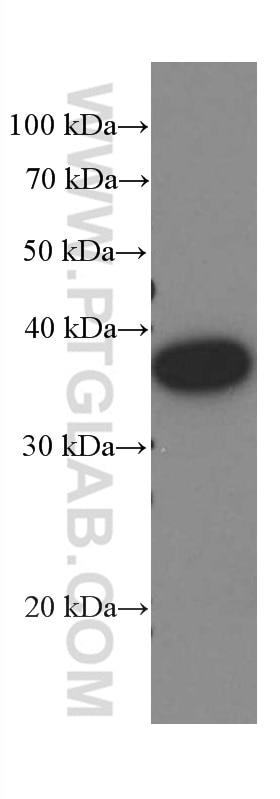 Western Blot (WB) analysis of A549 cells using Amphiregulin Monoclonal antibody (66433-1-Ig)