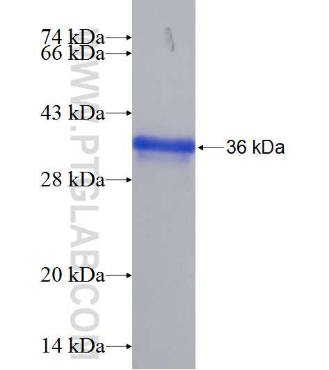 AREG fusion protein Ag24843 SDS-PAGE