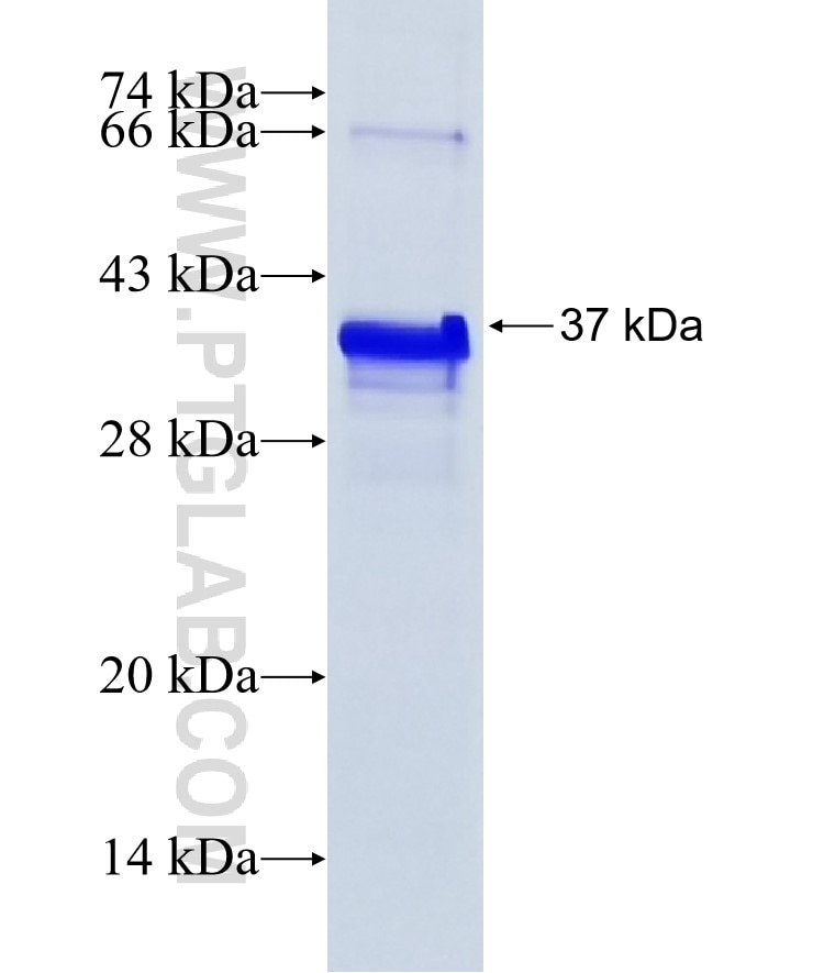 AREG fusion protein Ag24843 SDS-PAGE