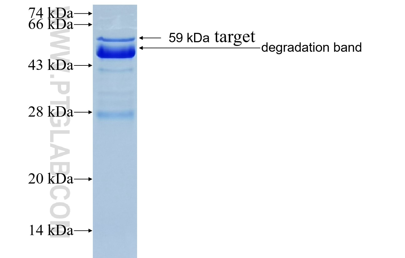 AREG fusion protein Ag8907 SDS-PAGE