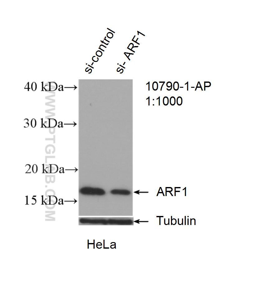 WB analysis of HeLa using 10790-1-AP