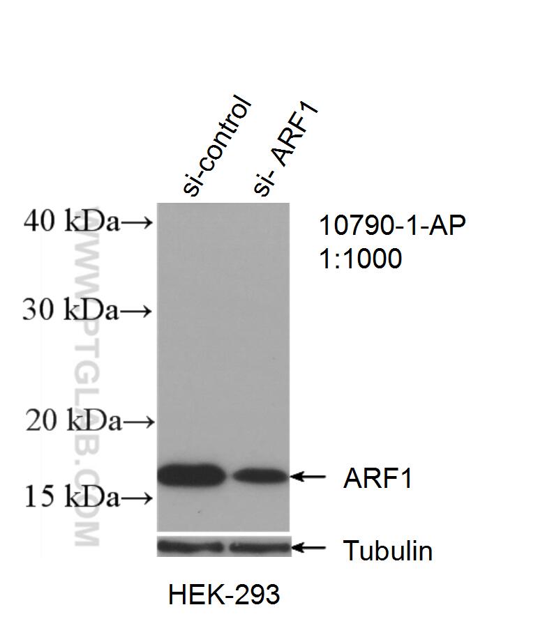 Western Blot (WB) analysis of HEK-293 cells using ARF1 Polyclonal antibody (10790-1-AP)