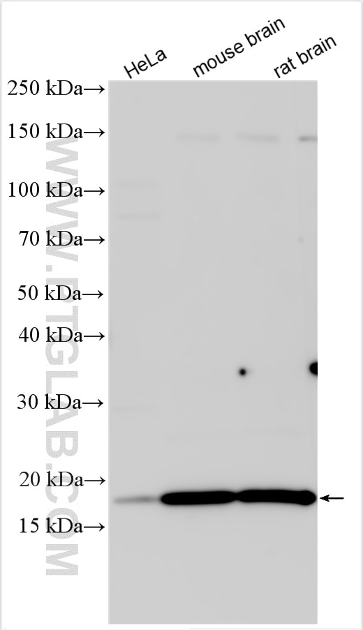 Western Blot (WB) analysis of various lysates using ARF1 Polyclonal antibody (10790-1-AP)