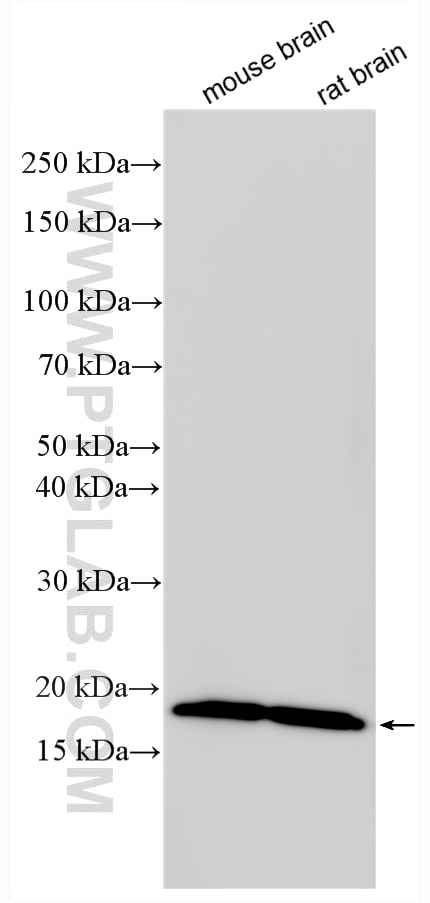 Western Blot (WB) analysis of various lysates using ARF1 Polyclonal antibody (10790-1-AP)