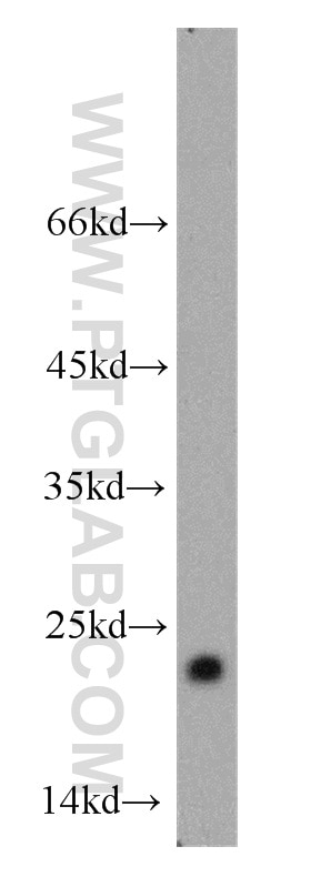 Western Blot (WB) analysis of mouse brain tissue using ARF1 Polyclonal antibody (10790-1-AP)