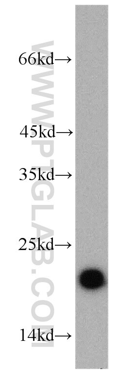 Western Blot (WB) analysis of COS-7 cells using ARF1 Polyclonal antibody (10790-1-AP)