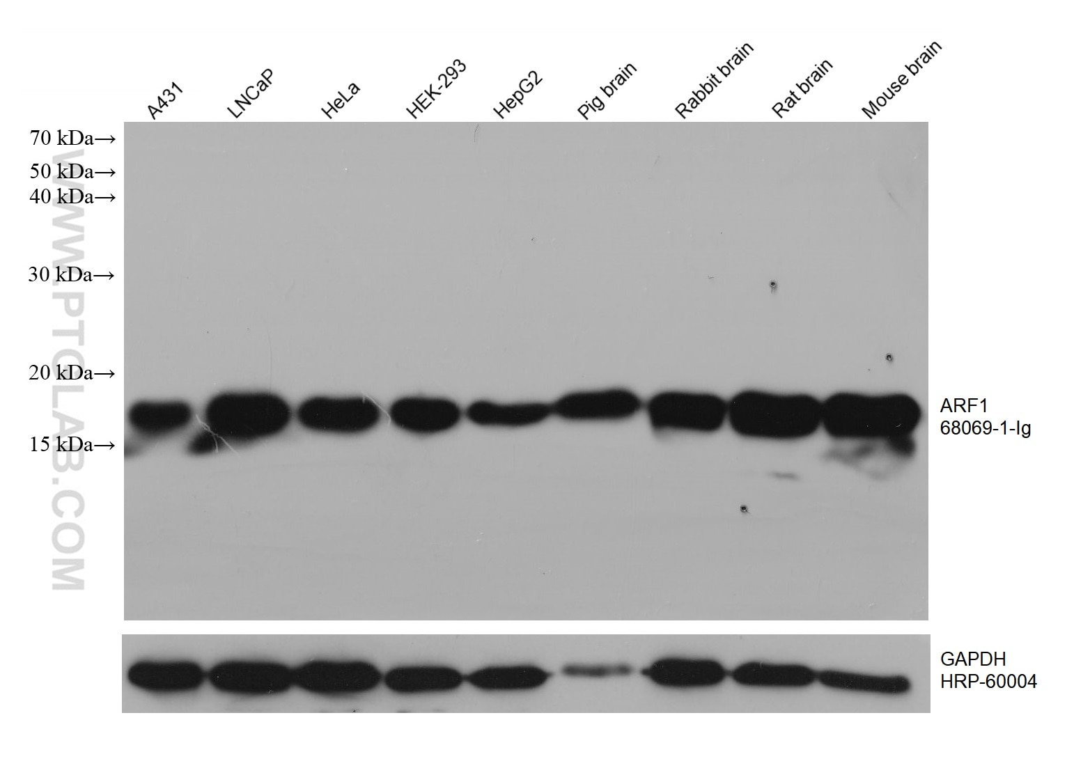 Western Blot (WB) analysis of various lysates using ARF1 Monoclonal antibody (68069-1-Ig)