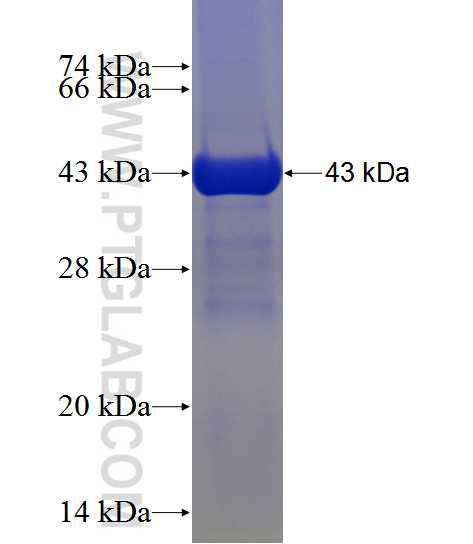 ARF1 fusion protein Ag1244 SDS-PAGE