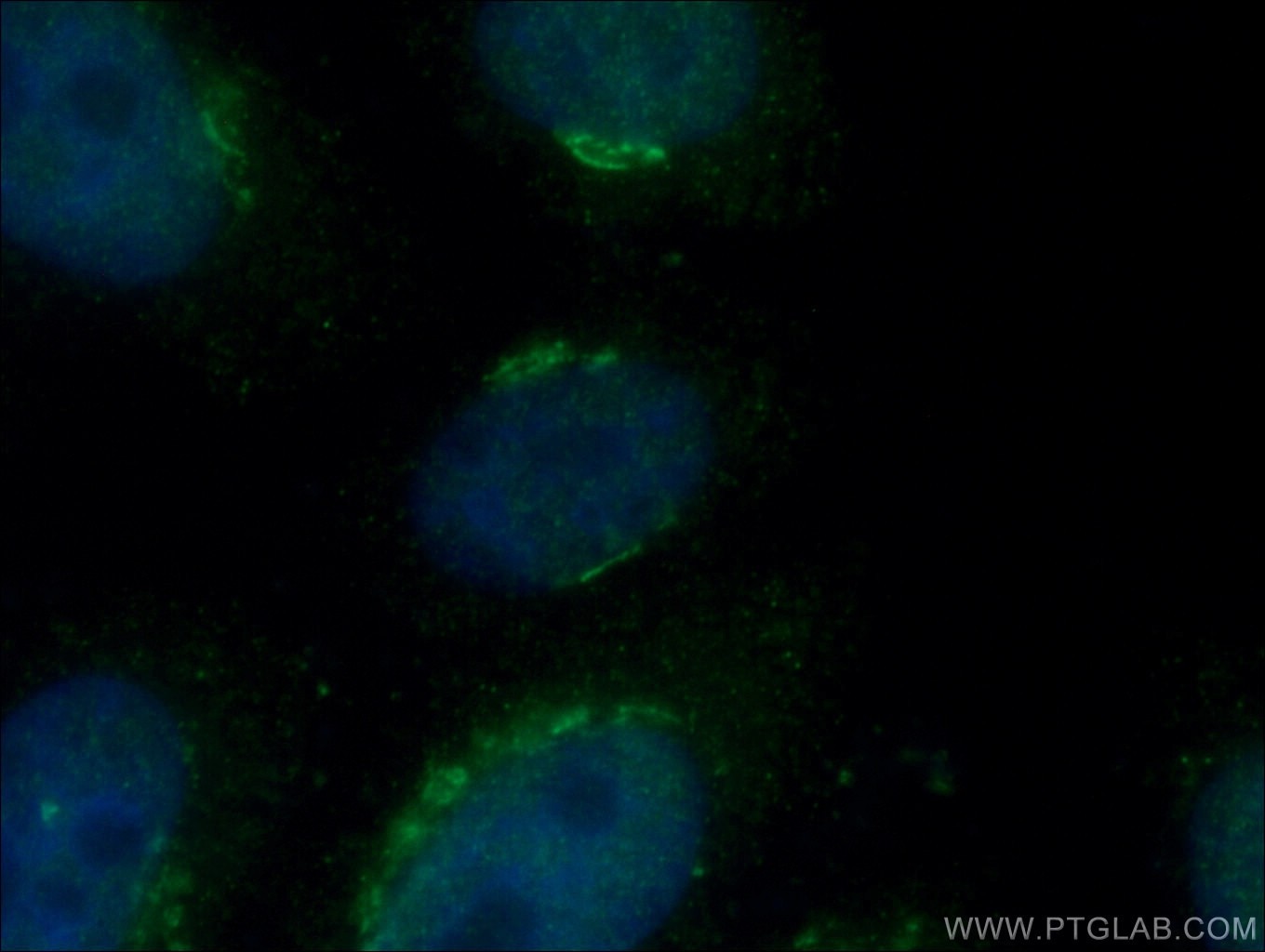 Immunofluorescence (IF) / fluorescent staining of HepG2 cells using ARF1 Polyclonal antibody (20226-1-AP)