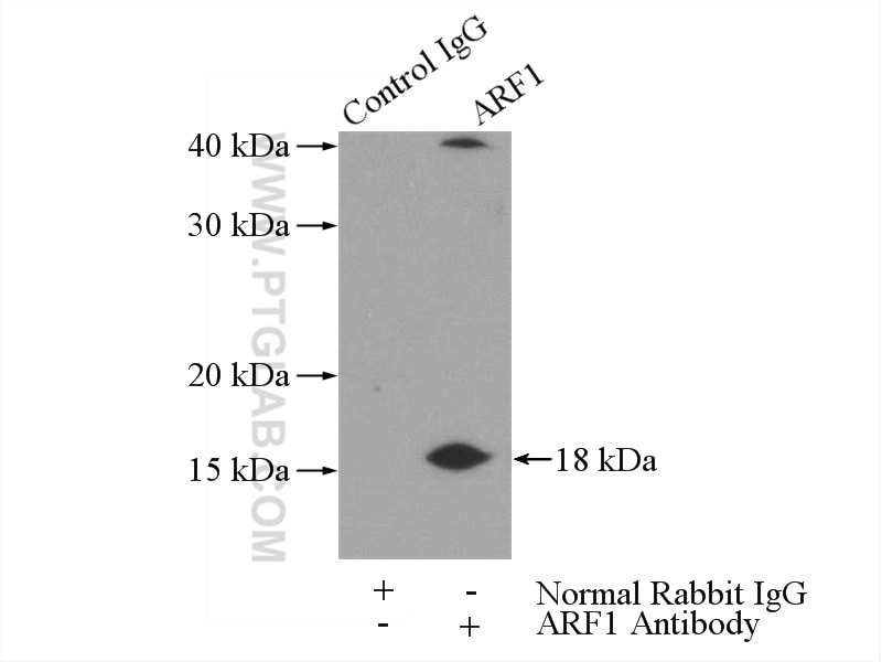 Immunoprecipitation (IP) experiment of HeLa cells using ARF1 Polyclonal antibody (20226-1-AP)