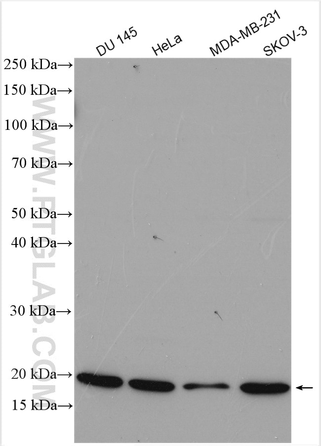 Western Blot (WB) analysis of various lysates using ARF1 Polyclonal antibody (20226-1-AP)