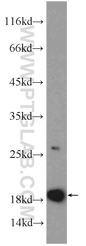Western Blot (WB) analysis of HepG2 cells using ARF1 Polyclonal antibody (20226-1-AP)