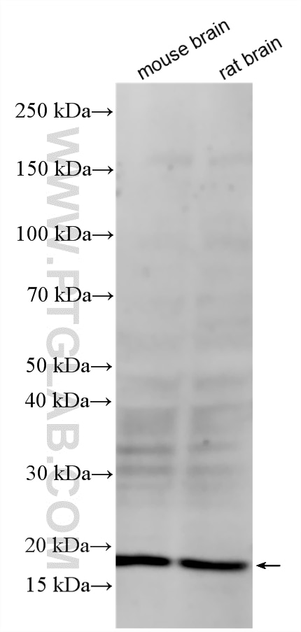 Western Blot (WB) analysis of various lysates using ARF3 Polyclonal antibody (10800-1-AP)
