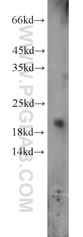 Western Blot (WB) analysis of mouse cerebellum tissue using ARF3 Polyclonal antibody (10800-1-AP)