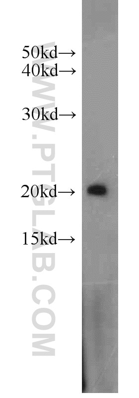 Western Blot (WB) analysis of HeLa cells using ARF3 Polyclonal antibody (10800-1-AP)