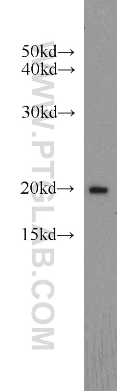 Western Blot (WB) analysis of HepG2 cells using ARF3 Polyclonal antibody (10800-1-AP)