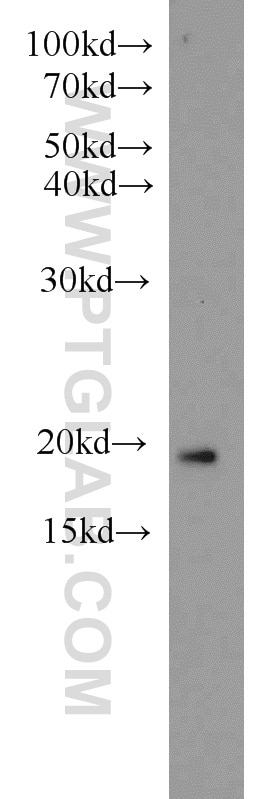 Western Blot (WB) analysis of Raji cells using ARF3 Polyclonal antibody (10800-1-AP)