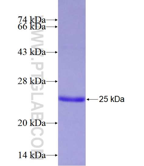 ARF3 fusion protein Ag28535 SDS-PAGE