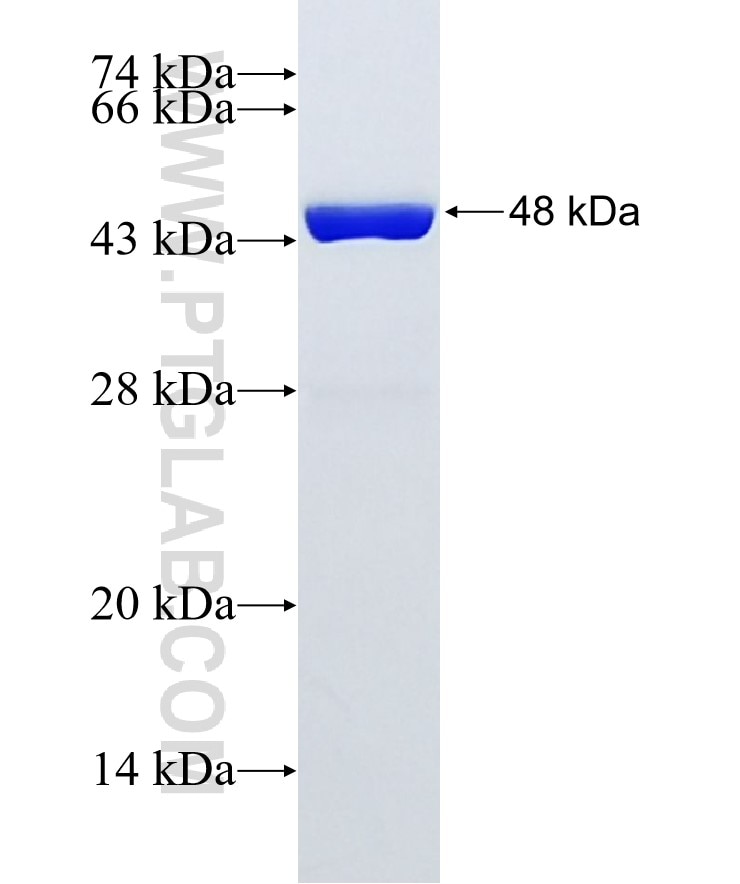 ARF3 fusion protein Ag1174 SDS-PAGE