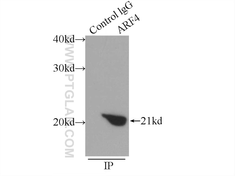 Immunoprecipitation (IP) experiment of mouse brain tissue using ARF4 Polyclonal antibody (11673-1-AP)