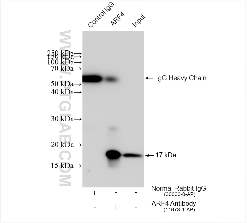 Immunoprecipitation (IP) experiment of HepG2 cells using ARF4 Polyclonal antibody (11673-1-AP)