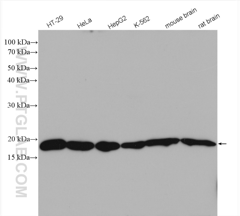 Western Blot (WB) analysis of various lysates using ARF4 Polyclonal antibody (11673-1-AP)