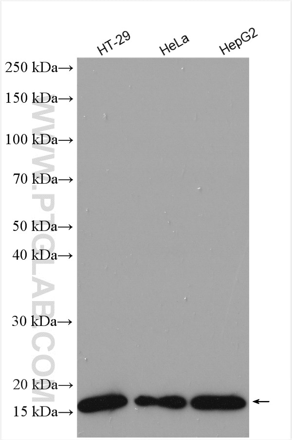 Western Blot (WB) analysis of various lysates using ARF4 Polyclonal antibody (11673-1-AP)