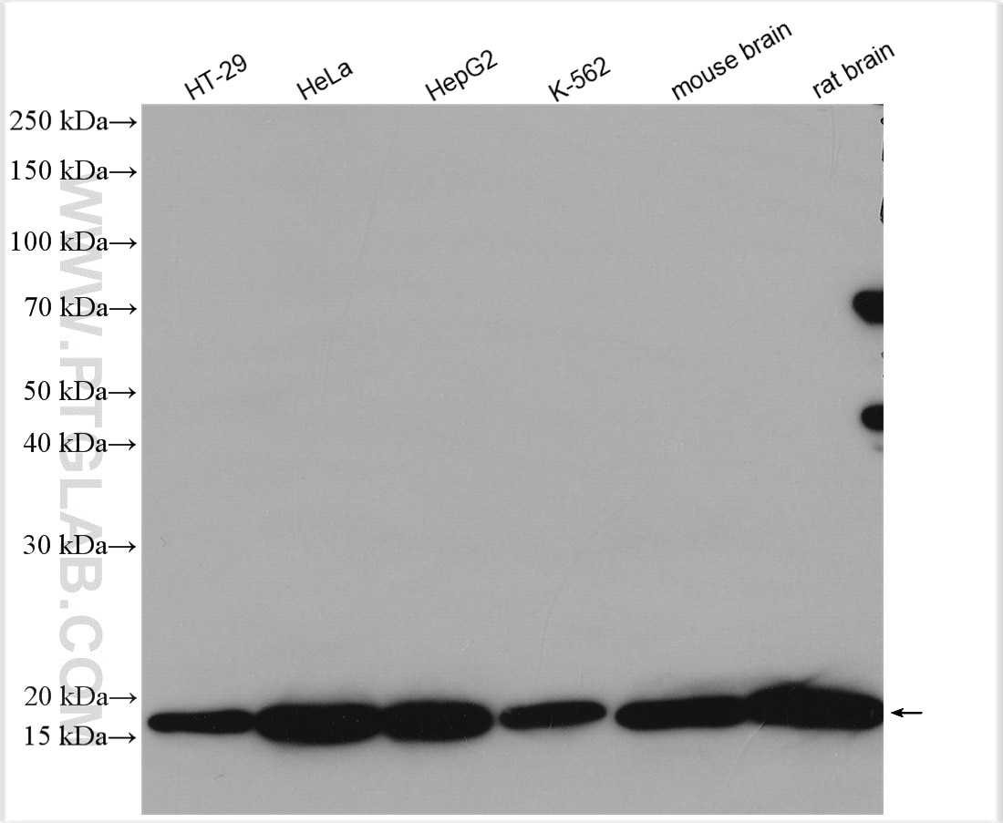 Western Blot (WB) analysis of various lysates using ARF4 Polyclonal antibody (11673-1-AP)