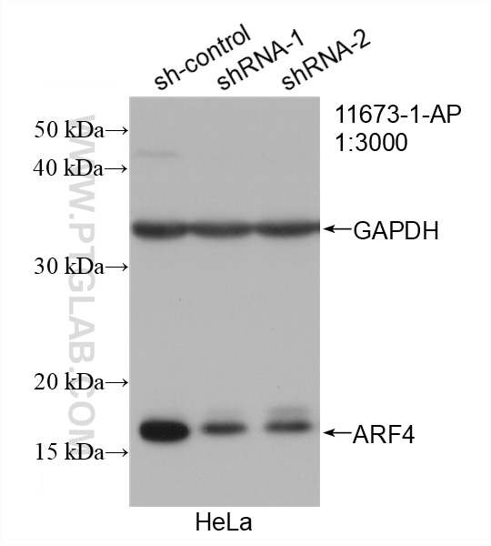 Western Blot (WB) analysis of HeLa cells using ARF4 Polyclonal antibody (11673-1-AP)