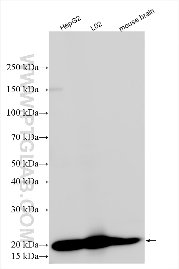 Western Blot (WB) analysis of various lysates using ARF4 Polyclonal antibody (11673-1-AP)