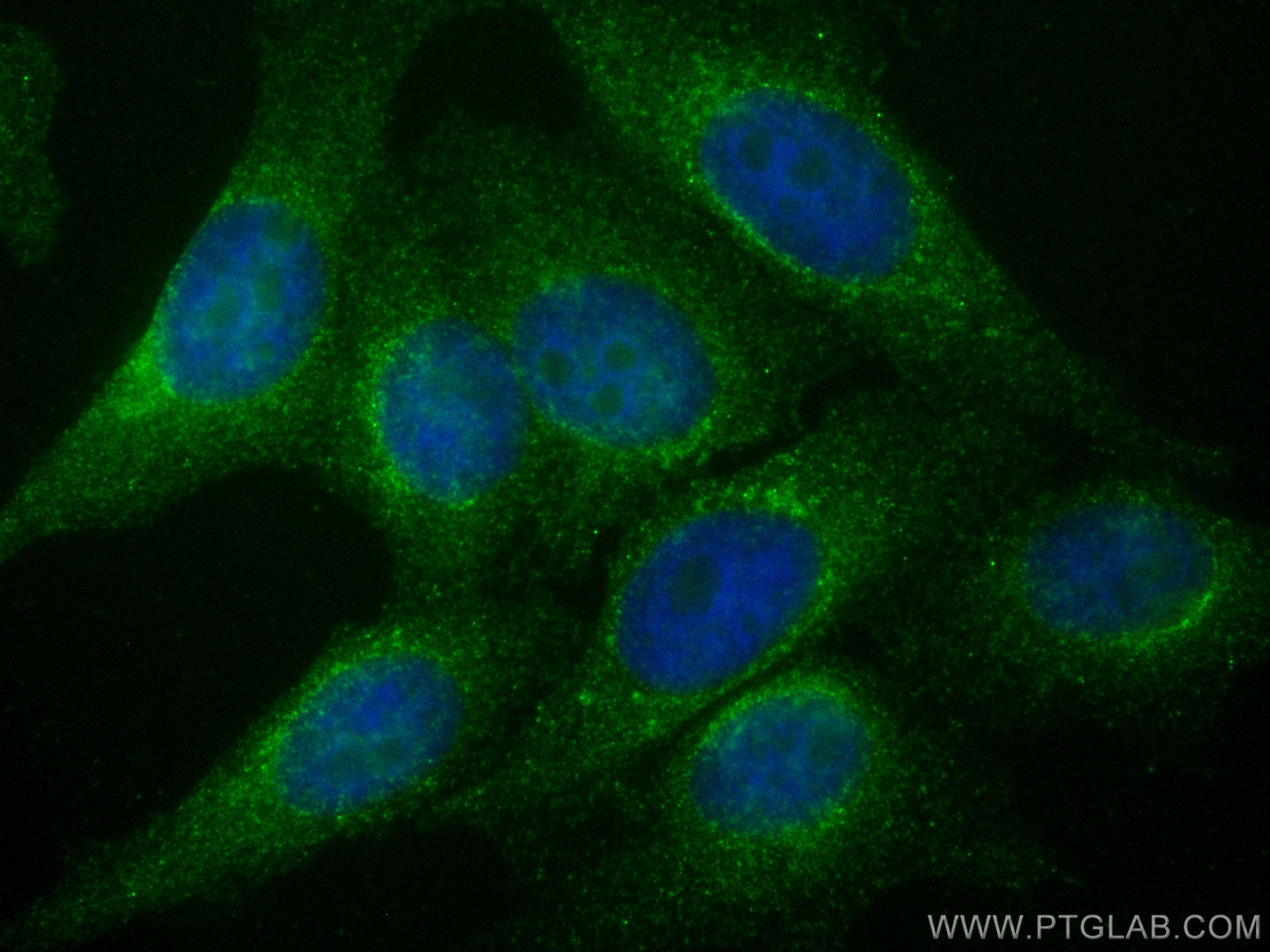 Immunofluorescence (IF) / fluorescent staining of HepG2 cells using ARF4 Monoclonal antibody (68204-1-Ig)
