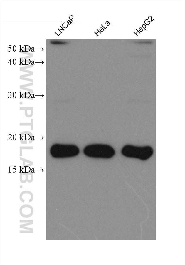 Western Blot (WB) analysis of various lysates using ARF4 Monoclonal antibody (68204-1-Ig)