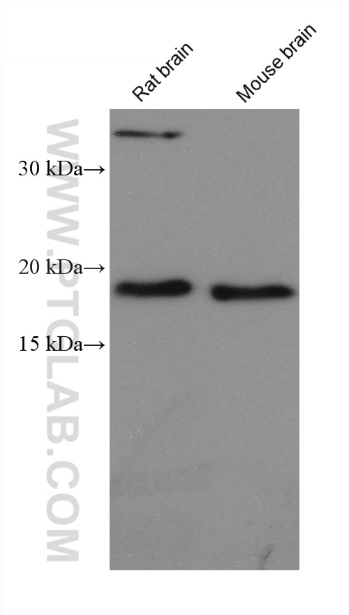 Western Blot (WB) analysis of various lysates using ARF4 Monoclonal antibody (68204-1-Ig)