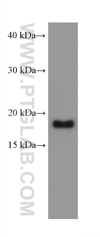 Western Blot (WB) analysis of HEK-293 cells using ARF4 Monoclonal antibody (68204-1-Ig)