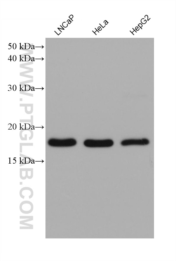 Western Blot (WB) analysis of various lysates using ARF4 Monoclonal antibody (68204-1-Ig)