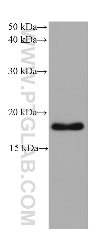 Western Blot (WB) analysis of A549 cells using ARF4 Monoclonal antibody (68204-1-Ig)