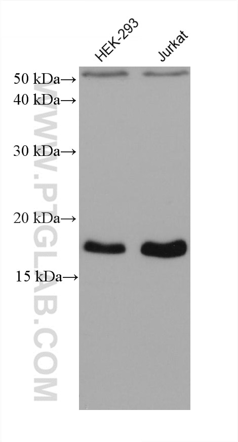 Western Blot (WB) analysis of various lysates using ARF4 Monoclonal antibody (68204-1-Ig)