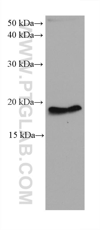 Western Blot (WB) analysis of mouse brain tissue using ARF4 Monoclonal antibody (68204-1-Ig)