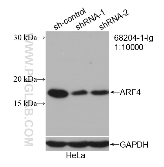 Western Blot (WB) analysis of HeLa cells using ARF4 Monoclonal antibody (68204-1-Ig)